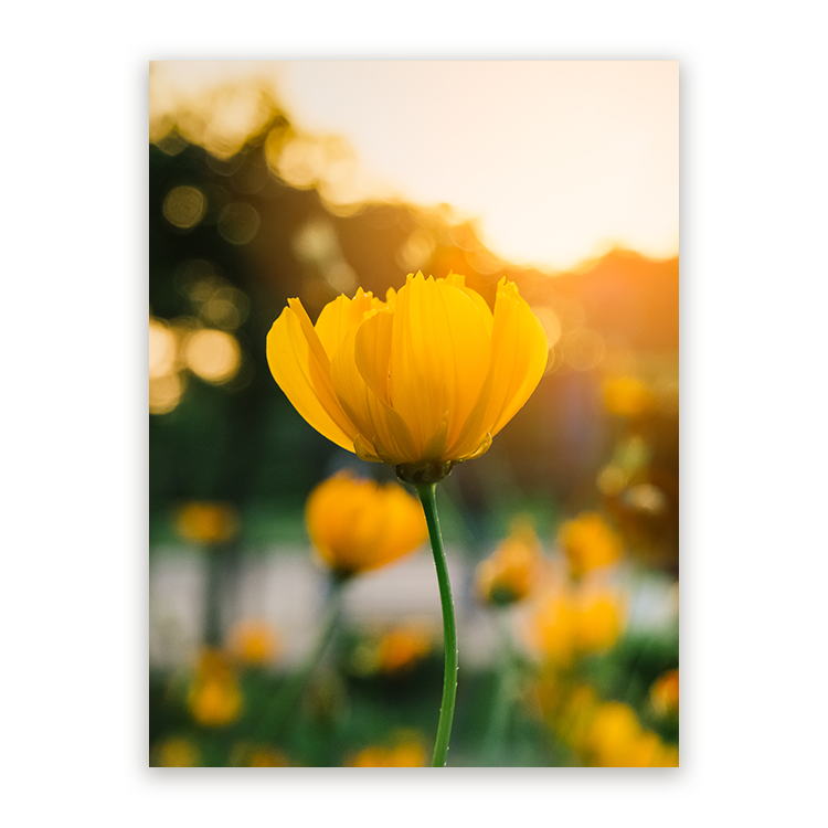 Schilderij Veld van Bloeiende Gele Bloemen