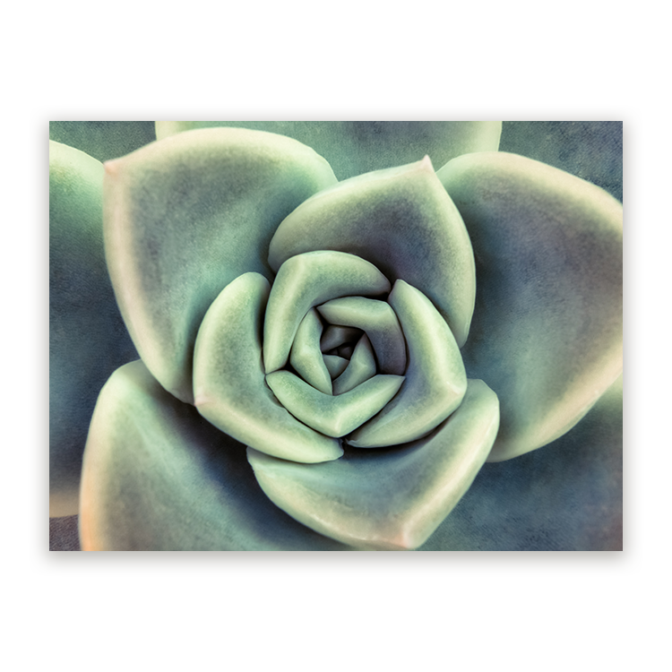 schilderij Vetplant van Bovenaf