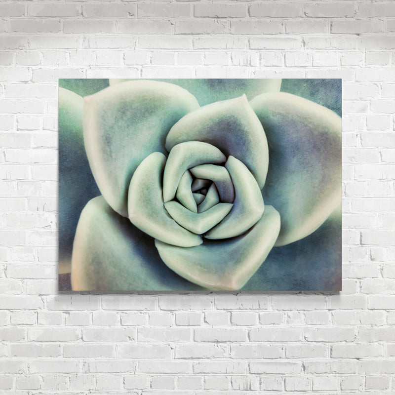 Schilderij Vetplant van Bovenaf