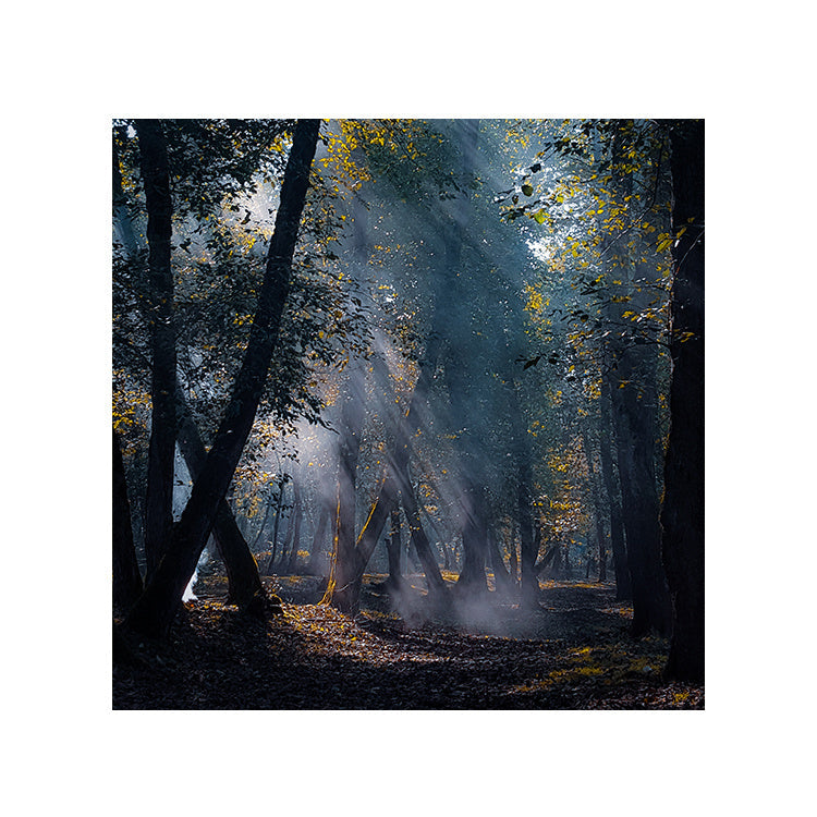 Schilderij Zonnestralen in het Bos