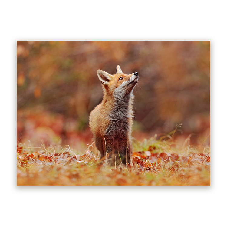 Schilderij Vos in Herfstlandschap