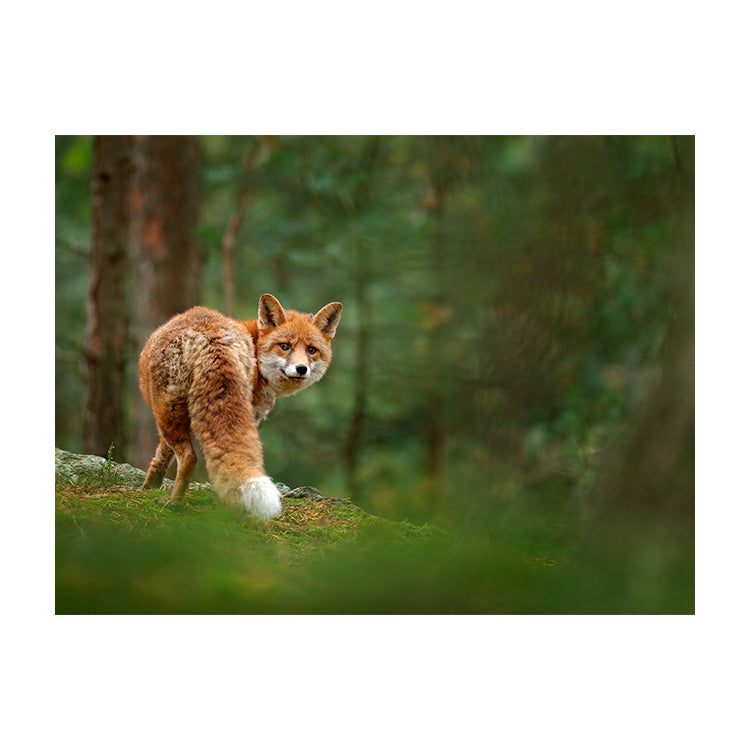 Schilderij Vos in het Groene Bos