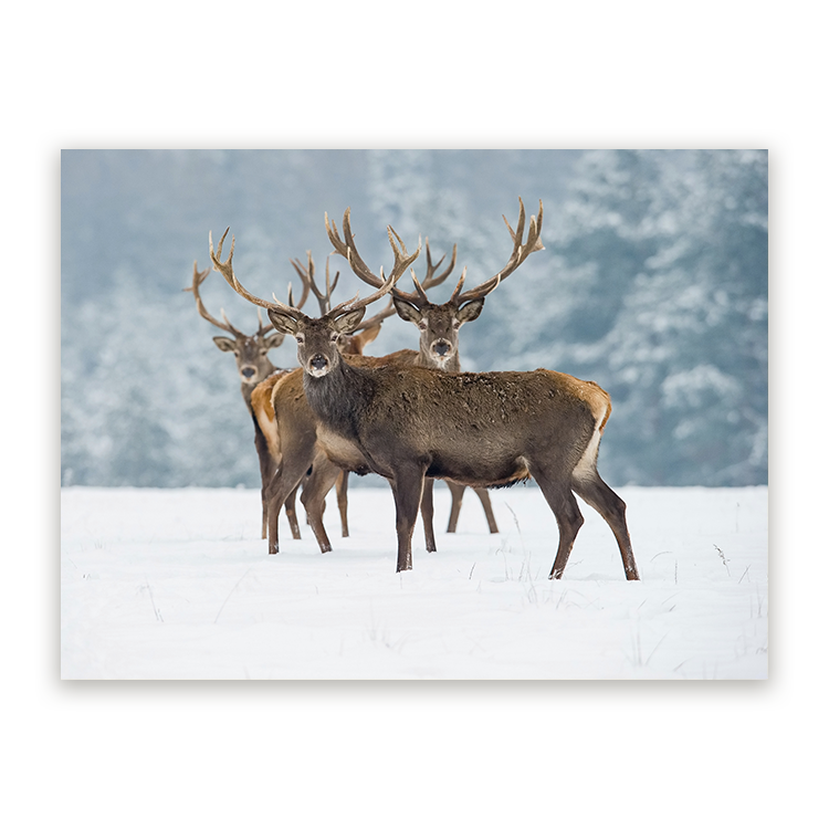 Schilderij Winters Monarch