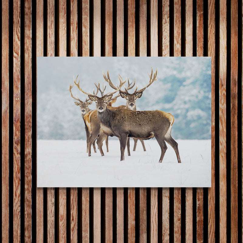 Schilderij Winters Monarch