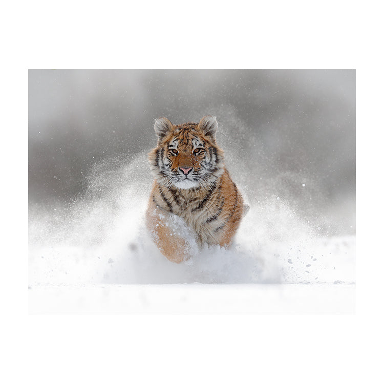 Schilderij Winterse Tijger