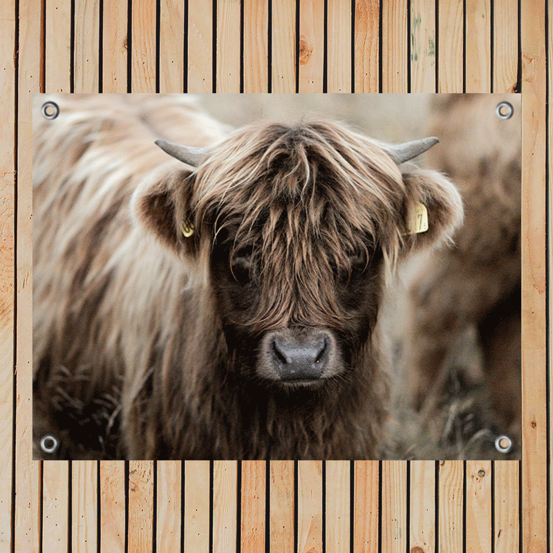 Tuinposter Hooglander Kalf