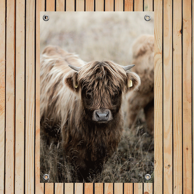 Tuinposter Hooglander Kalf