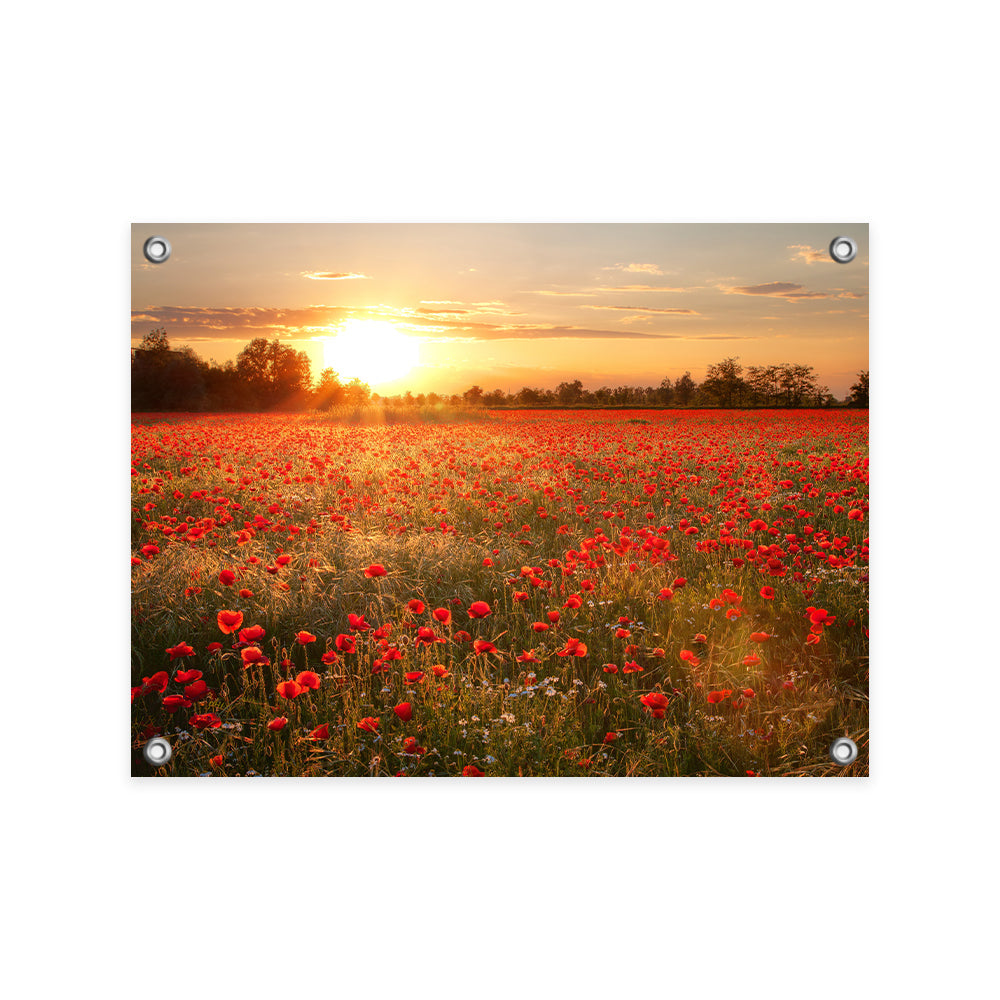 Tuinposter Zonsondergang over Klaprozenveld