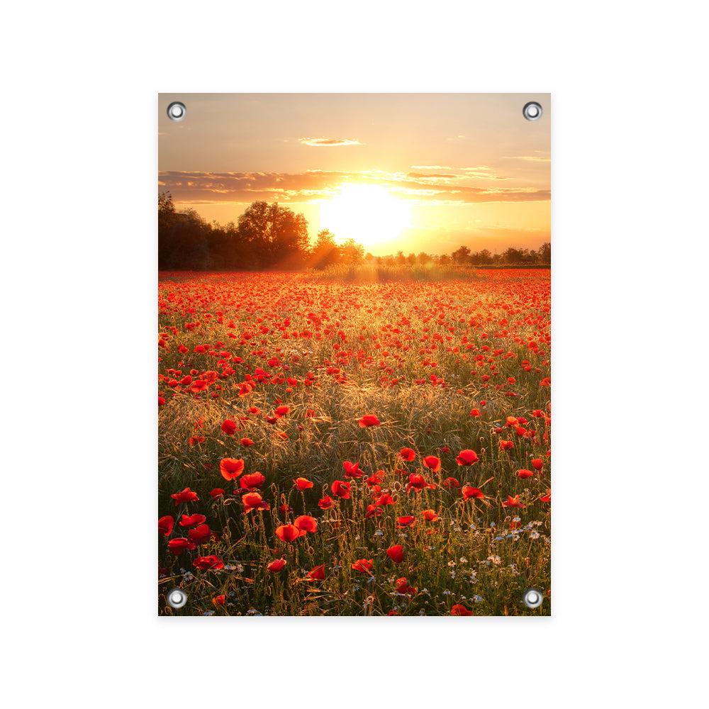 Tuinposter Zonsondergang over Klaprozenveld