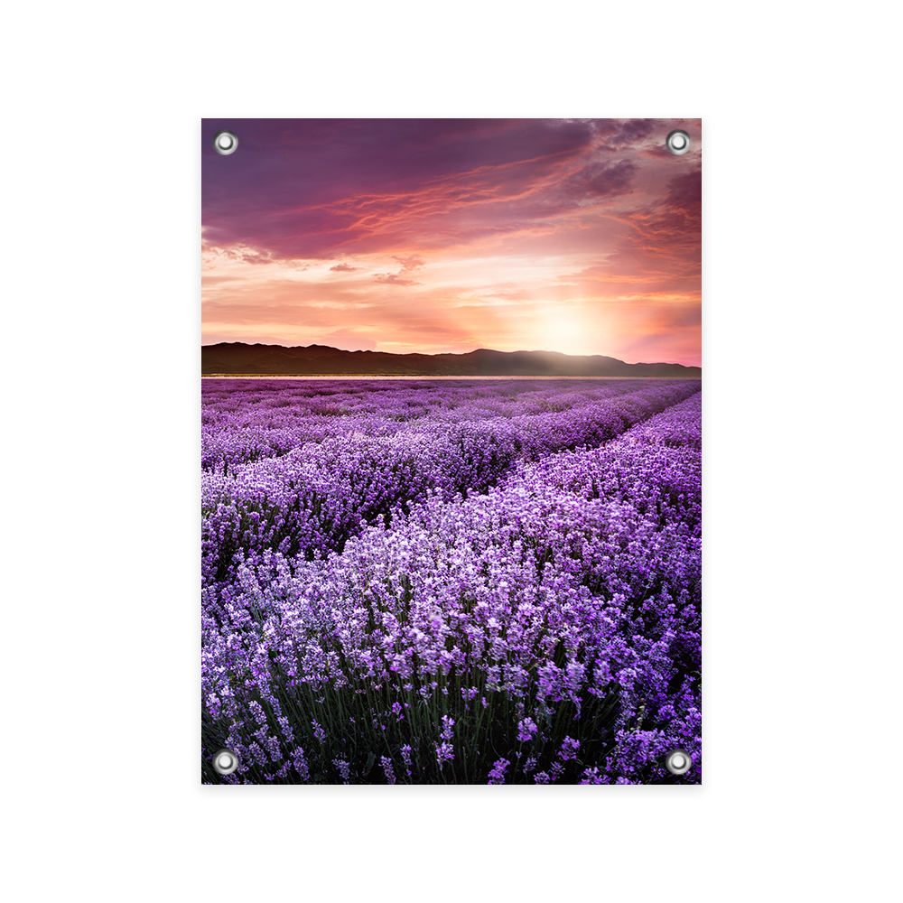 Tuinposter Bloeiend Lavendelveld
