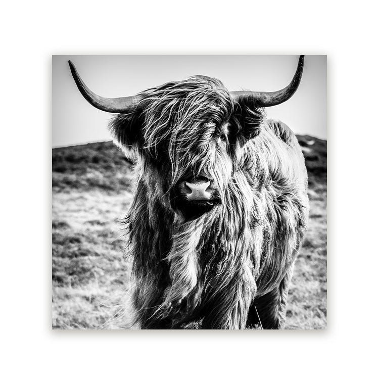 Schilderij Wild Highland Beauty - Zwart Wit
