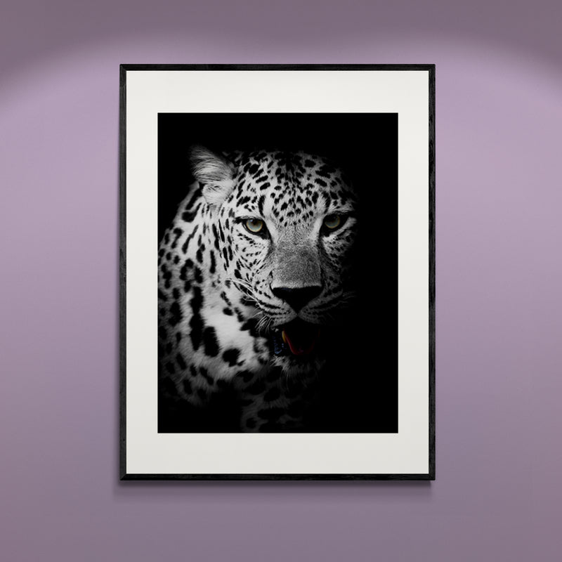 Poster in Lijst Luipaard in Licht en Schaduw