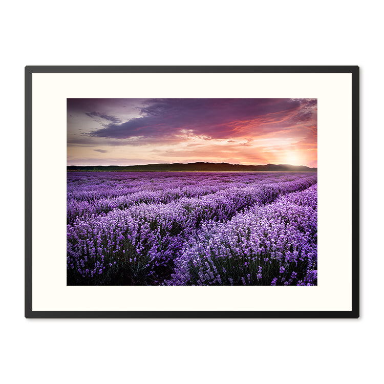 Poster in Lijst Bloeiend Lavendelveld
