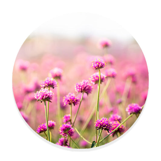 Muurcirkel Betoverend Paars Bloemenveld