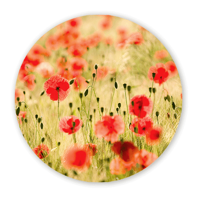 Muurcirkel Poppy Flowers
