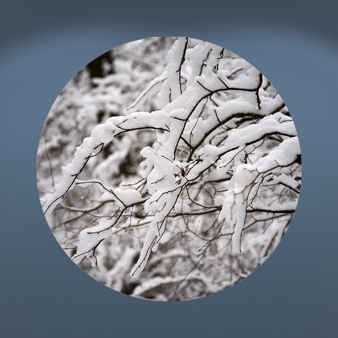 Muurcirkel Betoverende Winterse Takken