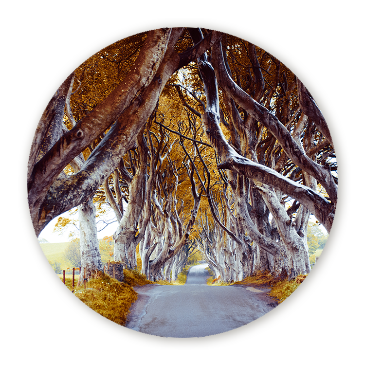Muurcirkel The Dark Hedges