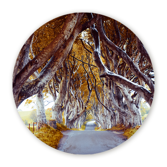 Muurcirkel The Dark Hedges