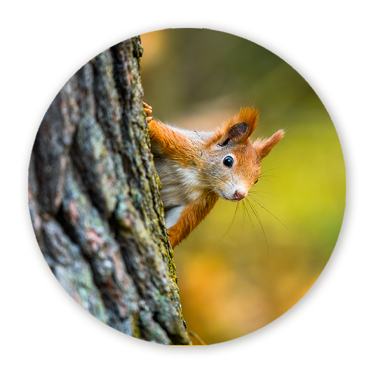 Muurcirkel Eekhoorn in Herfstbos
