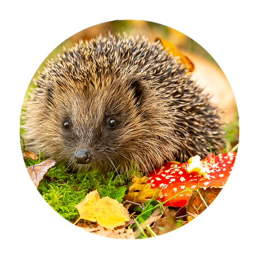 Muurcirkel Egel in Herfstlandschap