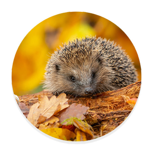 Muurcirkel Herfstsnuffel