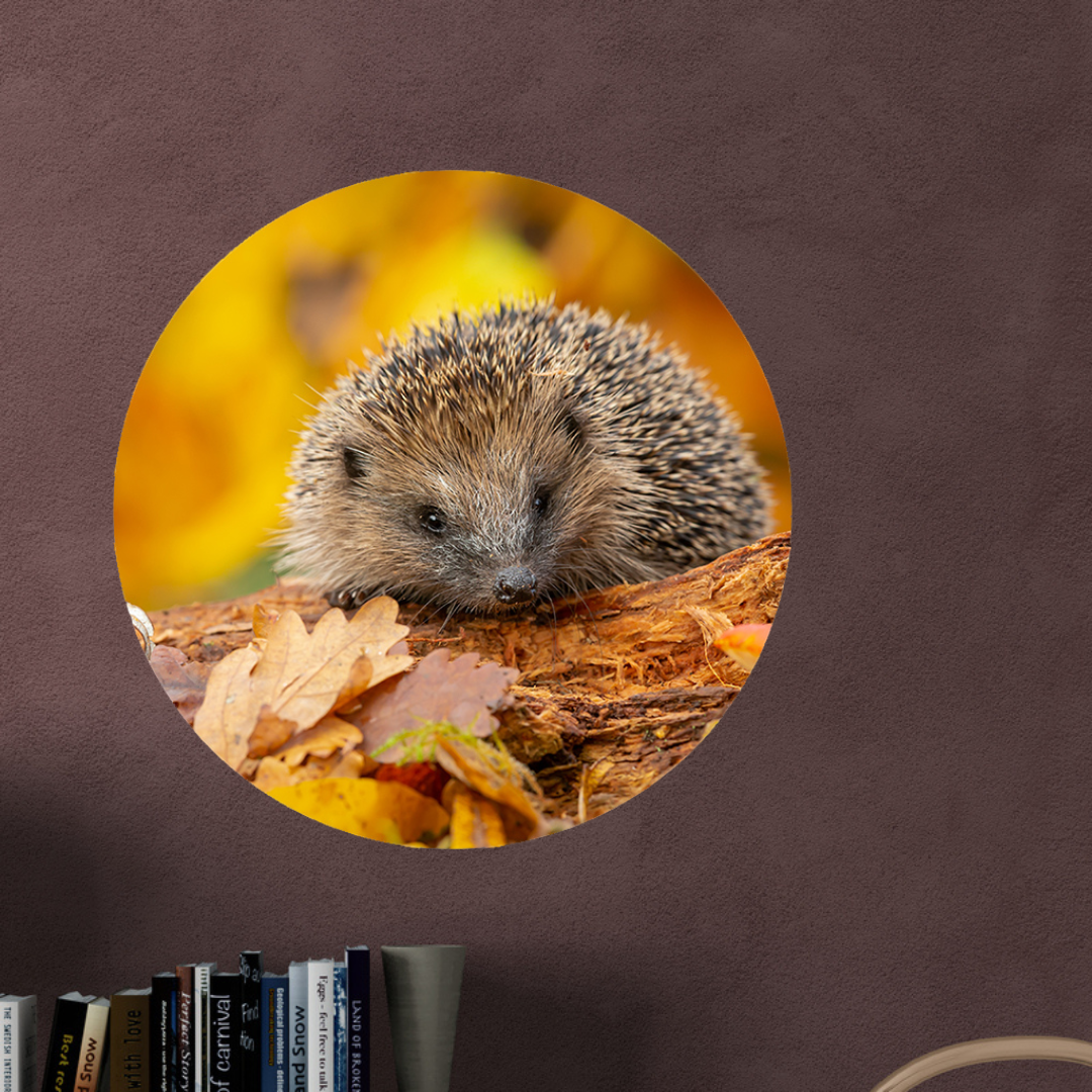 Muurcirkel Herfstsnuffel