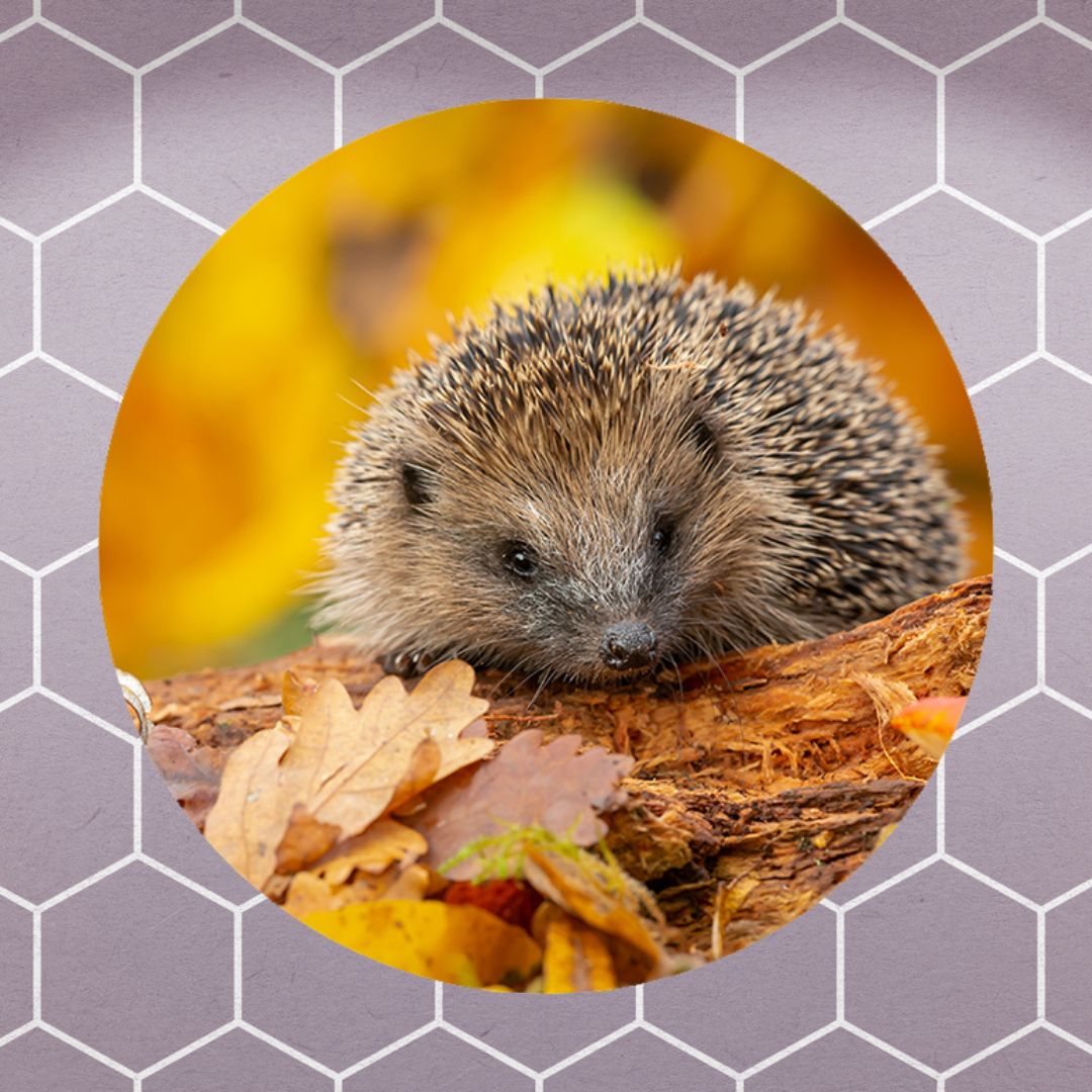 Muurcirkel Herfstsnuffel