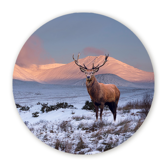 Muurcirkel Hert in Winterlandschap