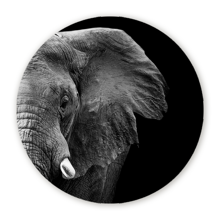 Muurcirkel Krachtige Olifant