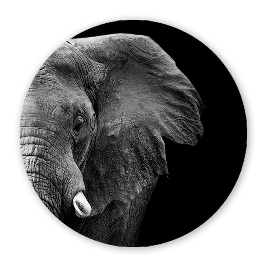 Muurcirkel Krachtige Olifant