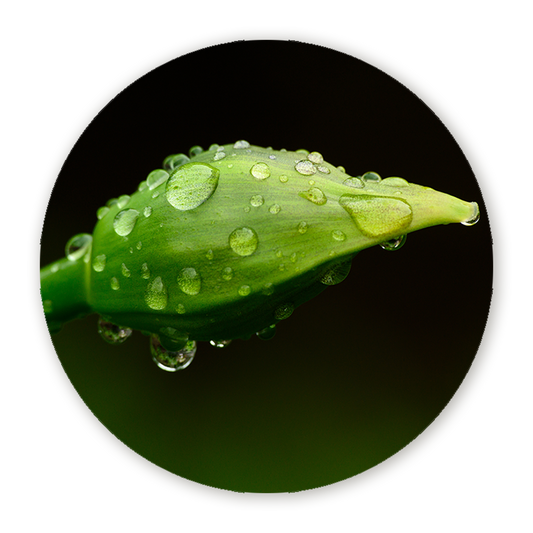 Muurcirkel Parels van Regen op Lenteknop