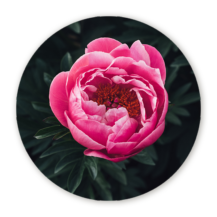 Muurcirkel Prachtige Rose Pioenroos