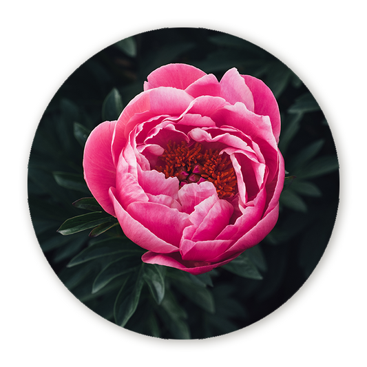 Muurcirkel Prachtige Rose Pioenroos