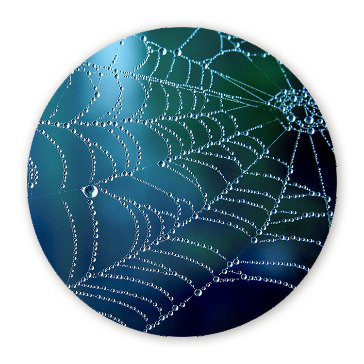 Muurcirkel Regenpatroon op een Spinnenweb