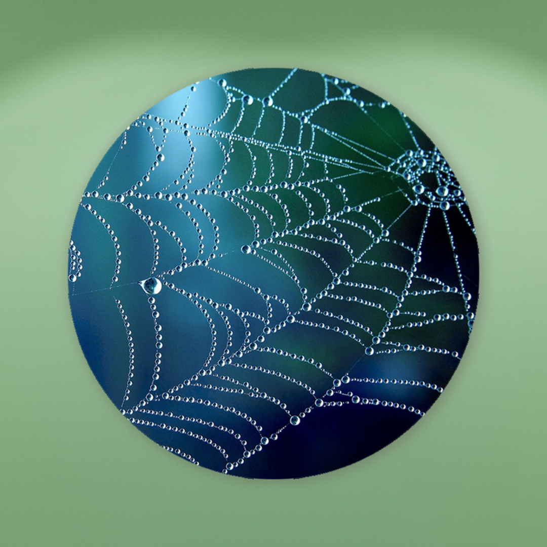 Muurcirkel Regenpatroon op een Spinnenweb