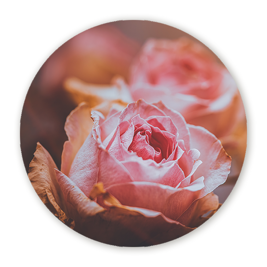 Muurcirkel  Roze Rozen