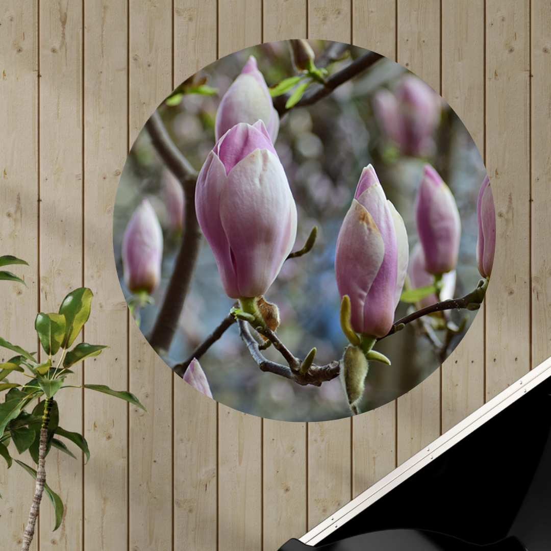 Muurcirkel Roze Magnolia's