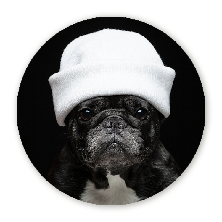 Muurcirkel Elegante Bulldog
