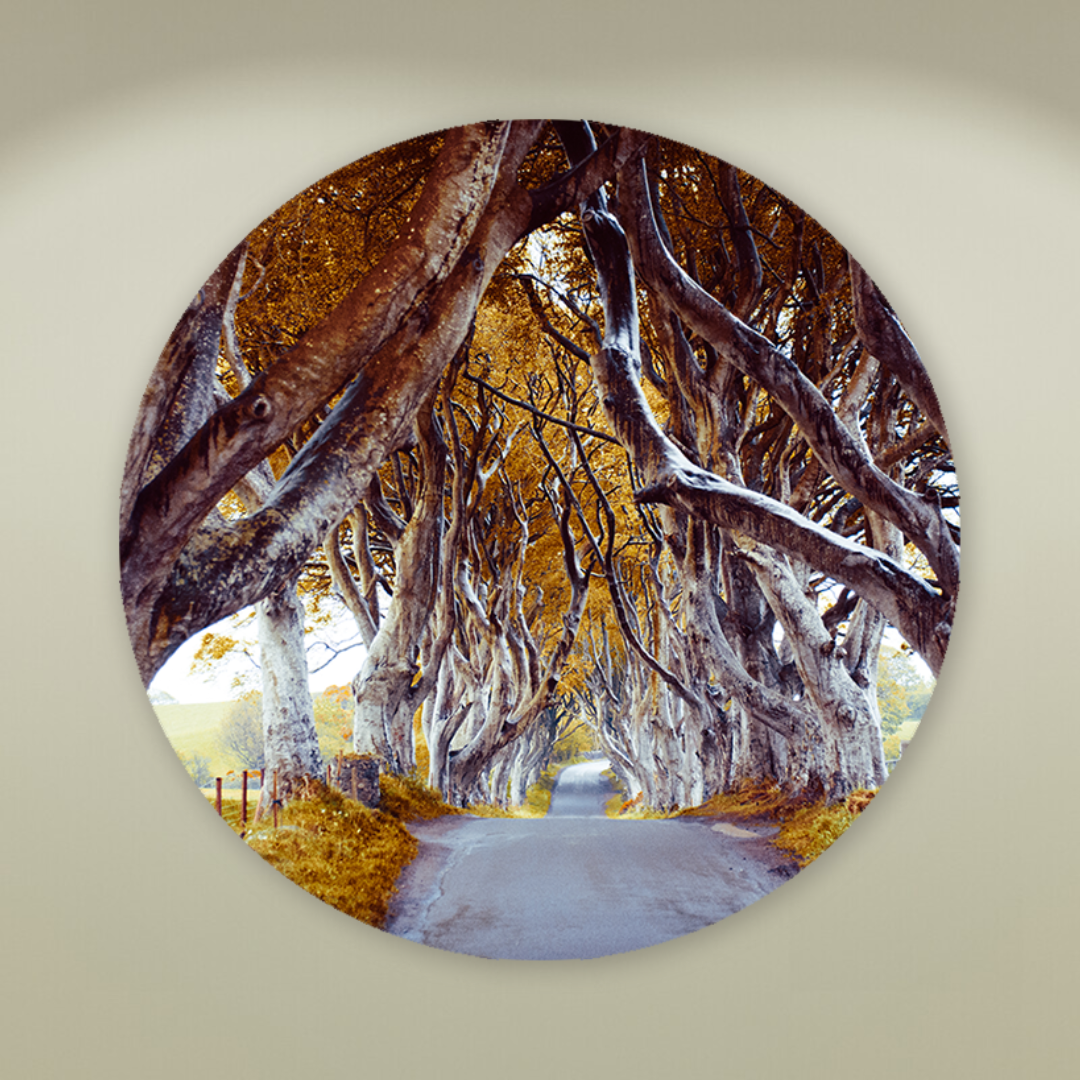 Muurcirkel The Dark Hedges