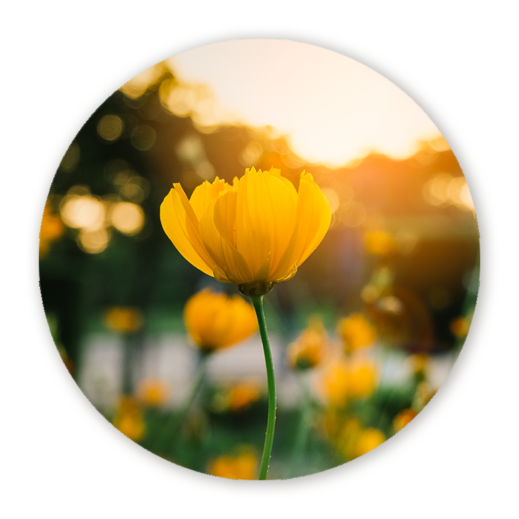 Muurcirkel Veld van Bloeiende Gele Bloemen