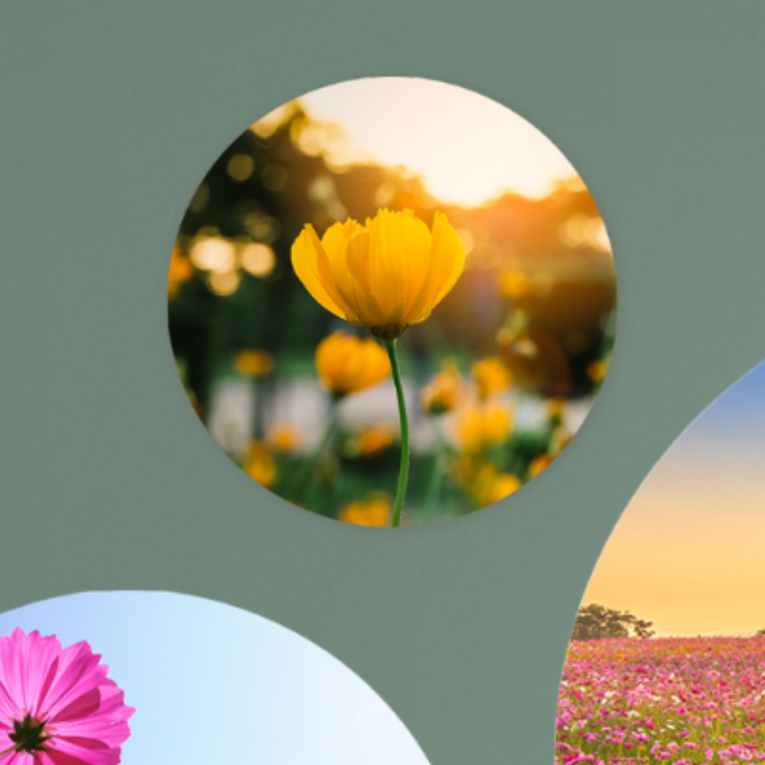 Muurcirkel Veld van Bloeiende Gele Bloemen