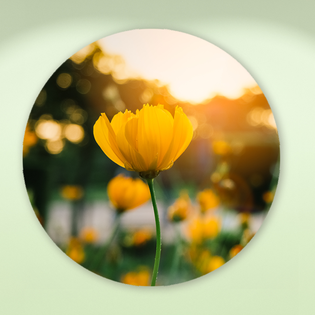 Muurcirkel Veld van Bloeiende Gele Bloemen