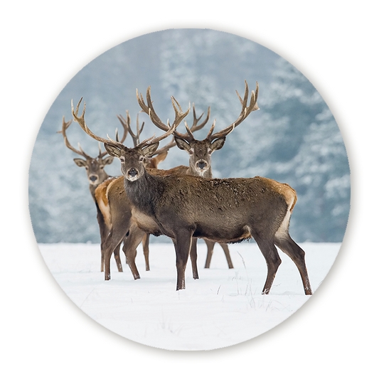 Muurcirkel Winters Monarch