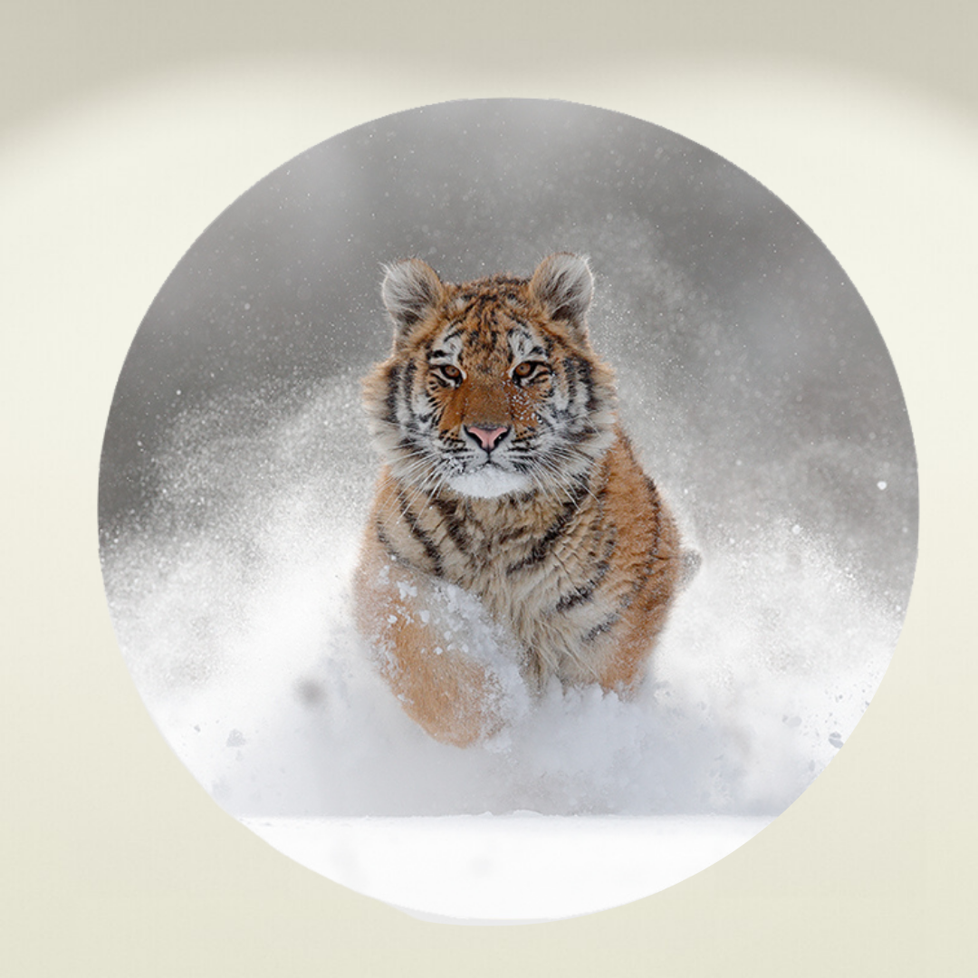 Muurcirkel Winterse Tijger
