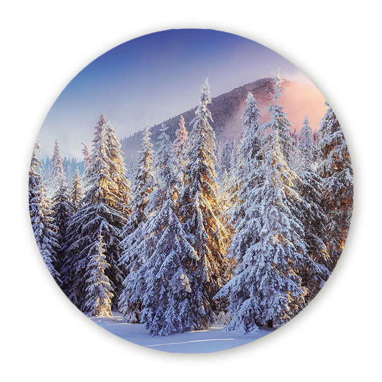 Muurcirkel Winterwoud