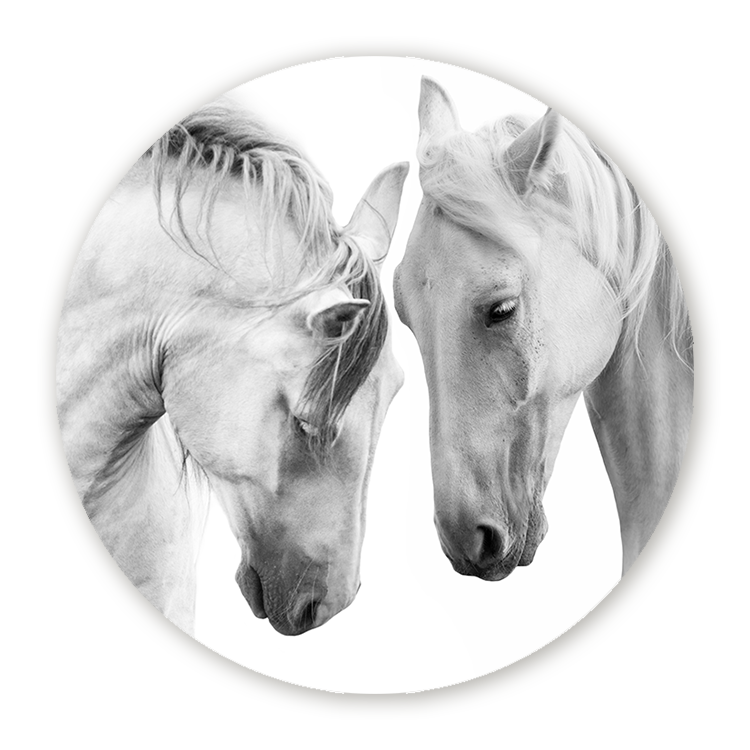 Muurcirkel Witte Paarden
