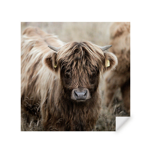 Muursticker - Jonge Schotse Hooglander