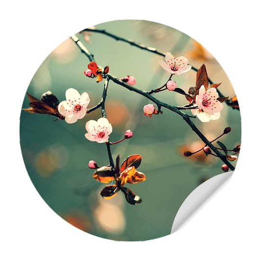 Muursticker - Kersenbloem Sakura