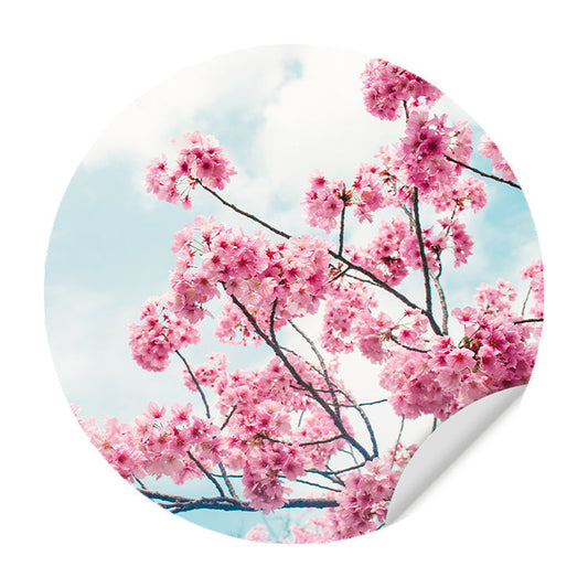 Muursticker - Kersenbloem in de Lente