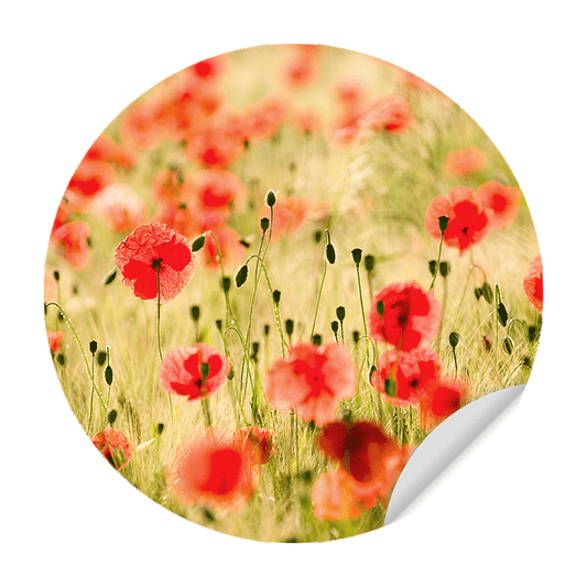 Muursticker - Poppy Flowers